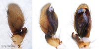 Clubiona pallidula