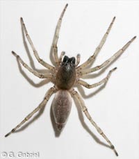 Clubiona pallidula