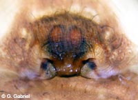 Clubiona pallidula