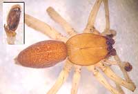 Clubiona pallidula