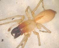 Clubiona phragmitis