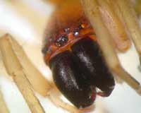 Clubiona phragmitis