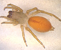 Clubiona phragmitis