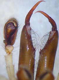 Clubiona pseudoneglecta