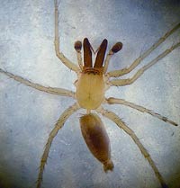 Clubiona pseudoneglecta