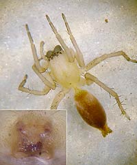 Clubiona pseudoneglecta