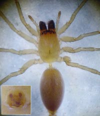 Clubiona pseudoneglecta