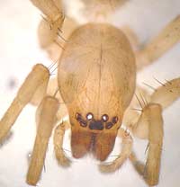 Clubiona reclusa