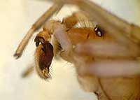 Clubiona reclusa