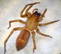 Clubiona reclusa