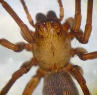 Clubiona reclusa