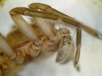 Clubiona reclusa