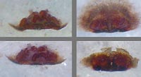 Clubiona reclusa
