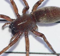 Clubiona reclusa