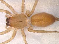 Clubiona reclusa