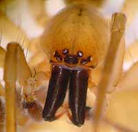 Clubiona stagnatilis