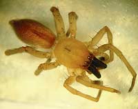 Clubiona stagnatilis