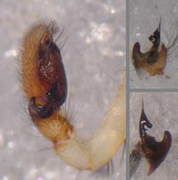 Clubiona stagnatilis