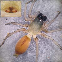Clubiona stagnatilis