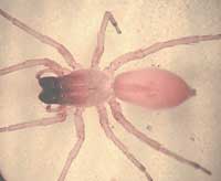 Clubiona stagnatilis