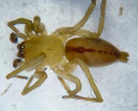 Clubiona subsultans