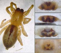 Clubiona subsultans