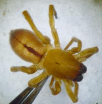Clubiona subsultans