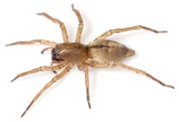 Clubiona subsultans