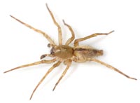 Clubiona subsultans