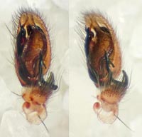 Clubiona subsultans