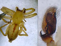Clubiona subsultans