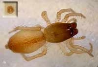 Clubiona subtilis