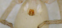 Clubiona subtilis