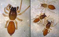 Clubiona subtilis
