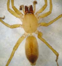 Clubiona terrestris
