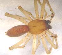 Clubiona terrestris