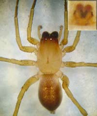 Clubiona terrestris