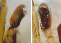 Clubiona terrestris