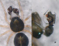 Cnephalocotes obscurus -> anklicken zum vergrössern (click to enlarge)