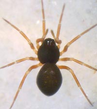 Cnephalocotes obscurus -> anklicken zum vergrössern (click to enlarge)