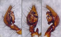 Coelotes terrestris
