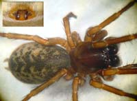 Coelotes terrestris