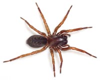 Coelotes terrestris