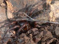Coelotes terrestris