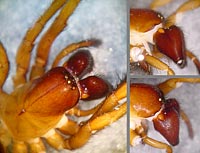 Coelotes terrestris