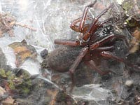 Coelotes terrestris