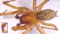 Coelotes terrestris