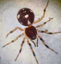Crustulina guttata