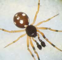 Crustulina guttata