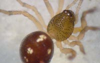 Crustulina guttata